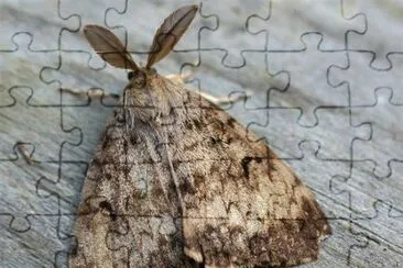 Bombice dispari jigsaw puzzle