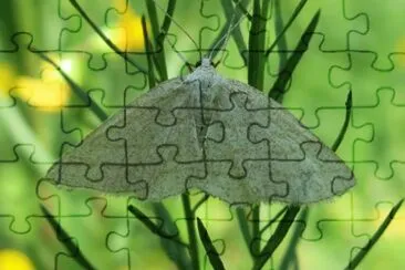 Cabera pusaria jigsaw puzzle