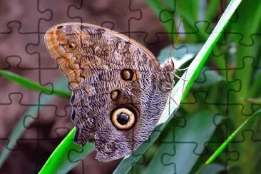 Caligo memnon jigsaw puzzle