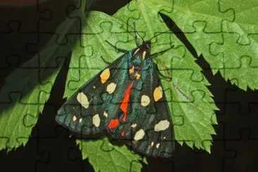 Callimorpha dominula jigsaw puzzle
