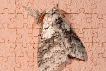 Callitera pudibunda jigsaw puzzle