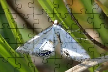 Cataclysta lemnata jigsaw puzzle