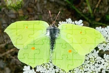 Cedronella jigsaw puzzle