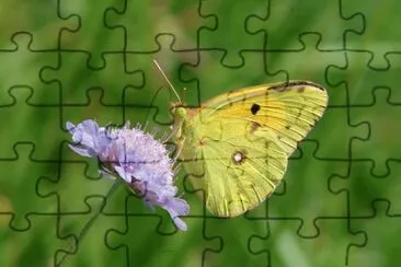 Coliade pallida jigsaw puzzle