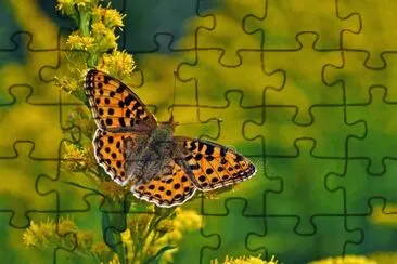 Fritillaria jigsaw puzzle