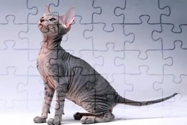 Siamese nudo