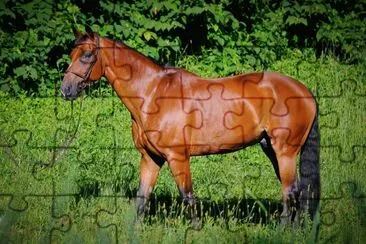 Baio jigsaw puzzle