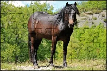 Bardigiano jigsaw puzzle