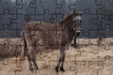 Bardotto jigsaw puzzle