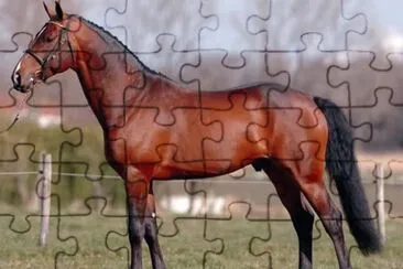 Belga BWP jigsaw puzzle