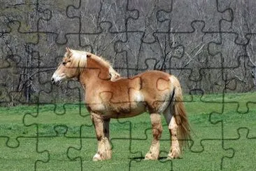 Belga da tiro jigsaw puzzle