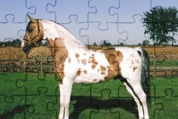Buckskin pinto jigsaw puzzle