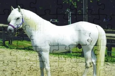 Camargue