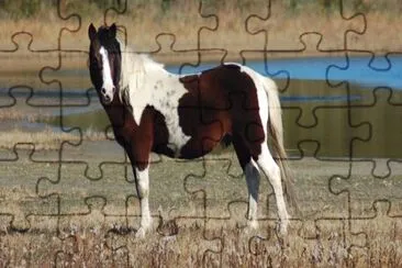 Chincoteague jigsaw puzzle