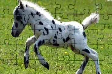 Falabella piÃ¹ piccolo del mondo jigsaw puzzle