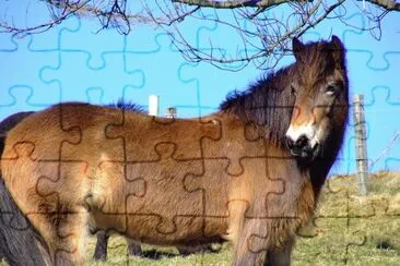 Feral jigsaw puzzle