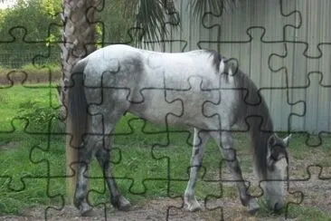 Florida cracker jigsaw puzzle