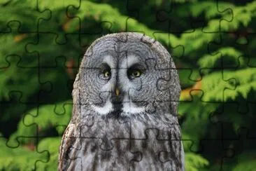 Allocco della Lapponia jigsaw puzzle