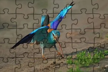 Ghiandaia marina jigsaw puzzle