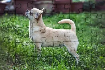 פאזל של Chihuahua a pelo corto