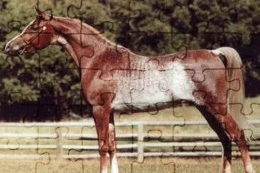 Red rabicano