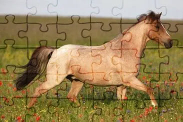 Red roan