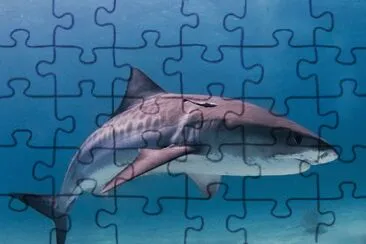 Squalo tigre jigsaw puzzle