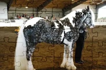 Silver dapple pinto
