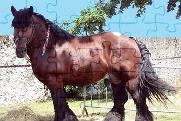 Sokolsk jigsaw puzzle
