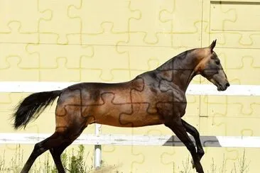 Sooty buchskin