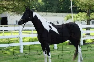 Spotted saddle