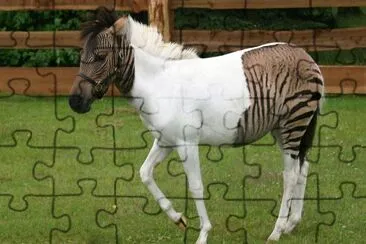 Zebra jigsaw puzzle