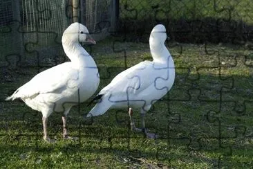 פאזל של Oca di ross