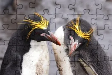 Pinguino reale