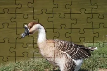 Oca africana jigsaw puzzle