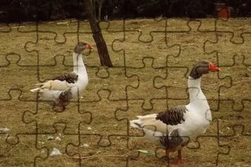Oca alsazia jigsaw puzzle