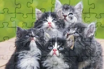 פאזל של cats