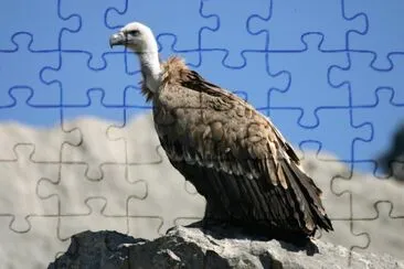 Grifone jigsaw puzzle