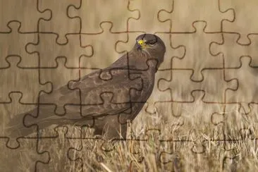 Aquila anatraia minore jigsaw puzzle