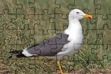 Zafferano jigsaw puzzle