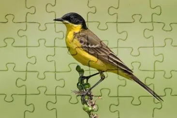 Cutrettola jigsaw puzzle