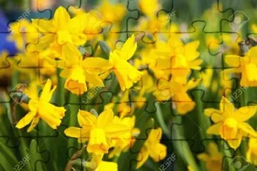 Flores Amarillas jigsaw puzzle