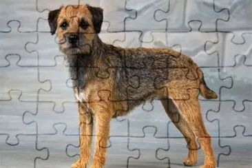 Terrier border jigsaw puzzle