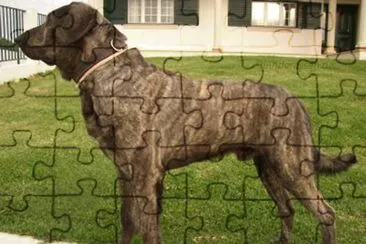 Pastore de castro laboreiro jigsaw puzzle