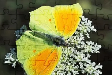 Gonopteryx cleopatra jigsaw puzzle