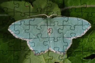 Hemithea aestivaria jigsaw puzzle
