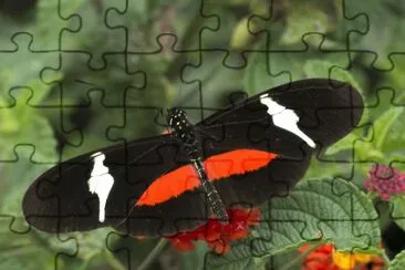 Heliconius clysonymus jigsaw puzzle