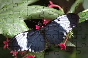 Heliconius cydno jigsaw puzzle