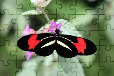 Heliconius erato jigsaw puzzle