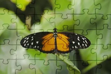 Heliconius hecale jigsaw puzzle